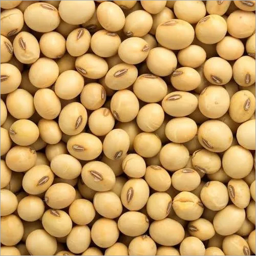 soybean