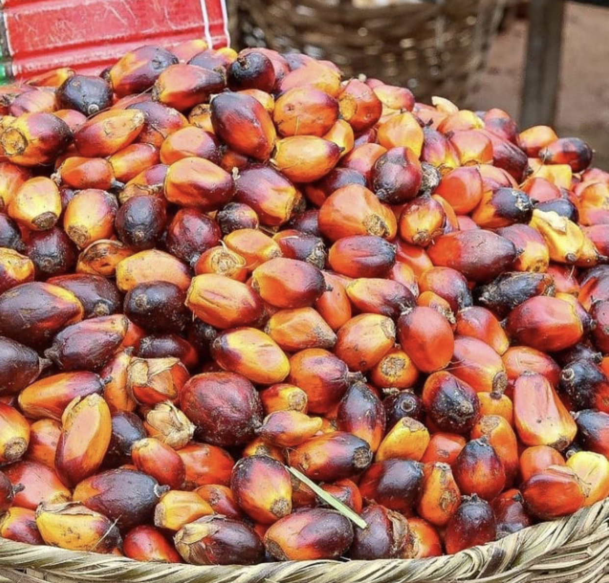 Premium Palm Nuts (Fresh Oil Palm Fruits from Cameroon) - Image 3