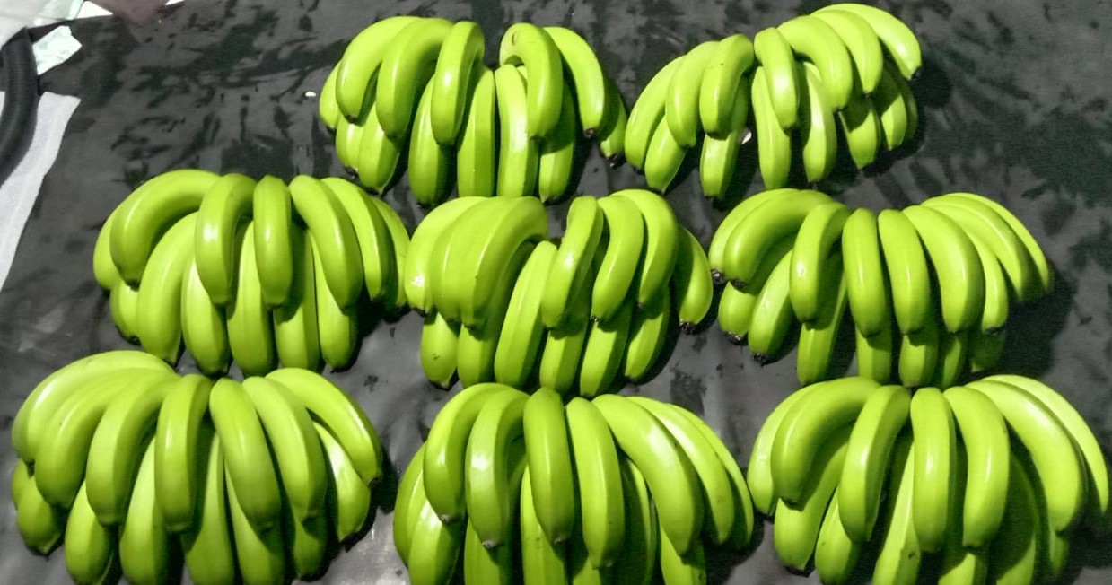 Premium Cavendish Bananas (Fresh & Green) - Image 5