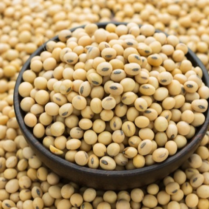 Premium Soybean Seeds (Glycine max) from Cameroon - Image 3