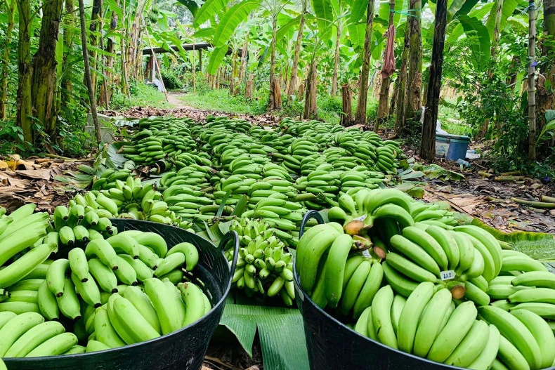 fresh bananas
