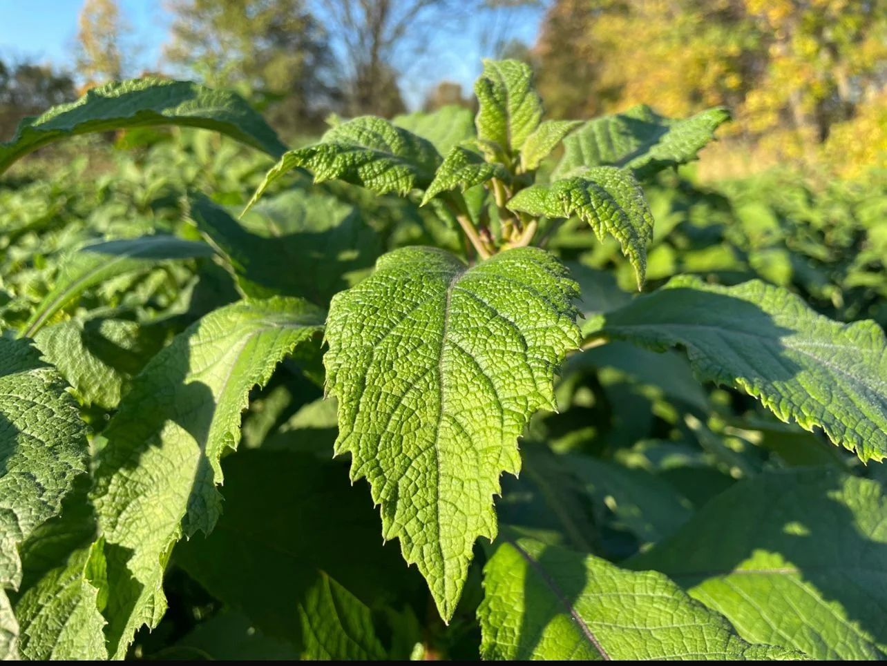 Authentic Cameroonian Bitter Leaf (Bulk Supply)