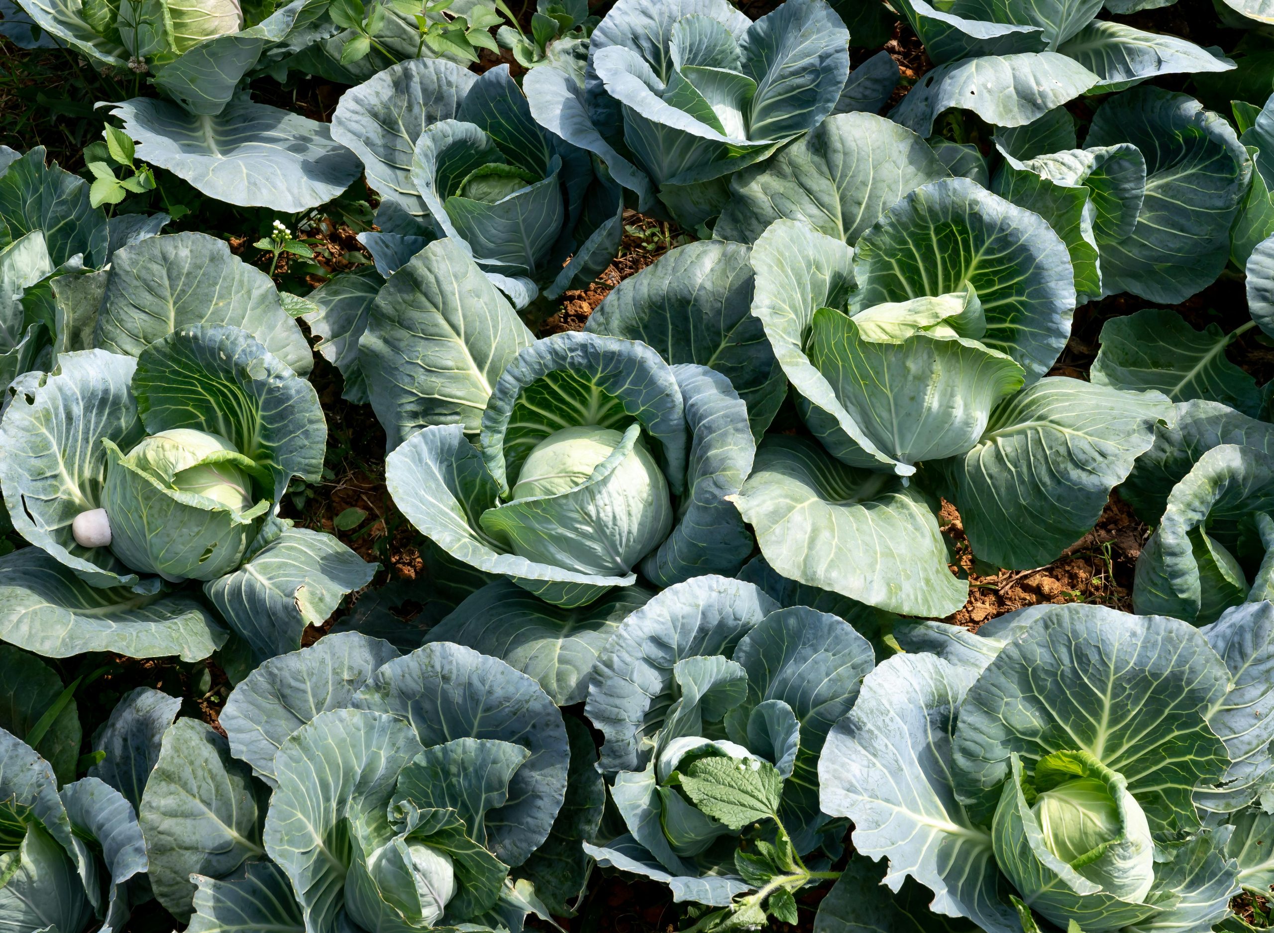 Farm-Fresh Cabbage (Bulk Supply) - Image 8