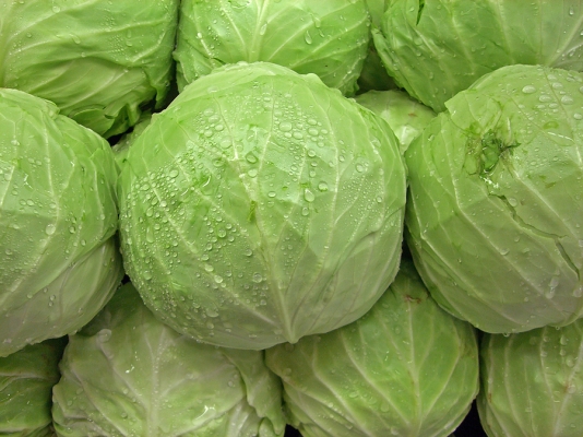 cabbage