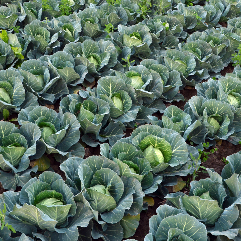 Farm-Fresh Cabbage (Bulk Supply) - Image 5