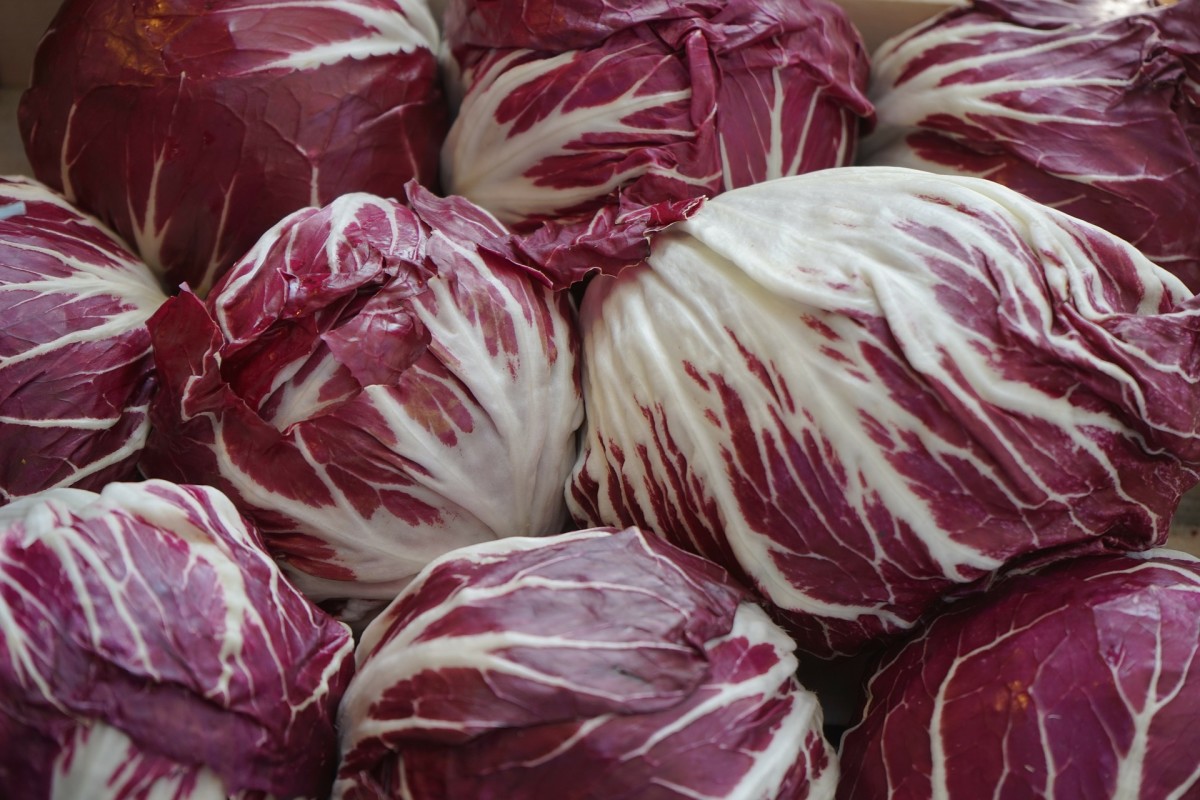 Farm-Fresh Cabbage (Bulk Supply) - Image 7
