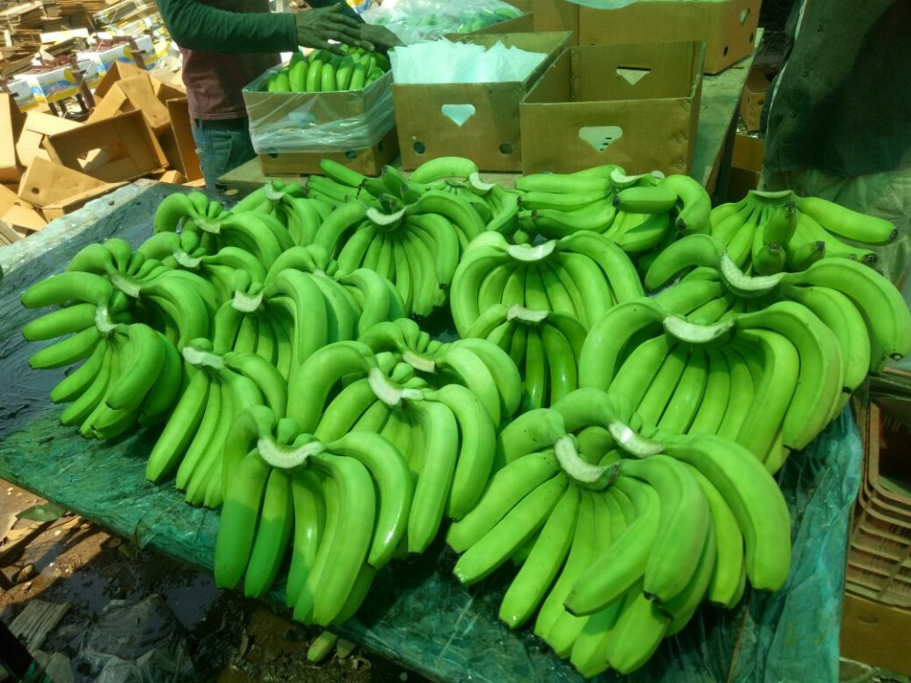 Premium Cavendish Bananas (Fresh & Green) - Image 3