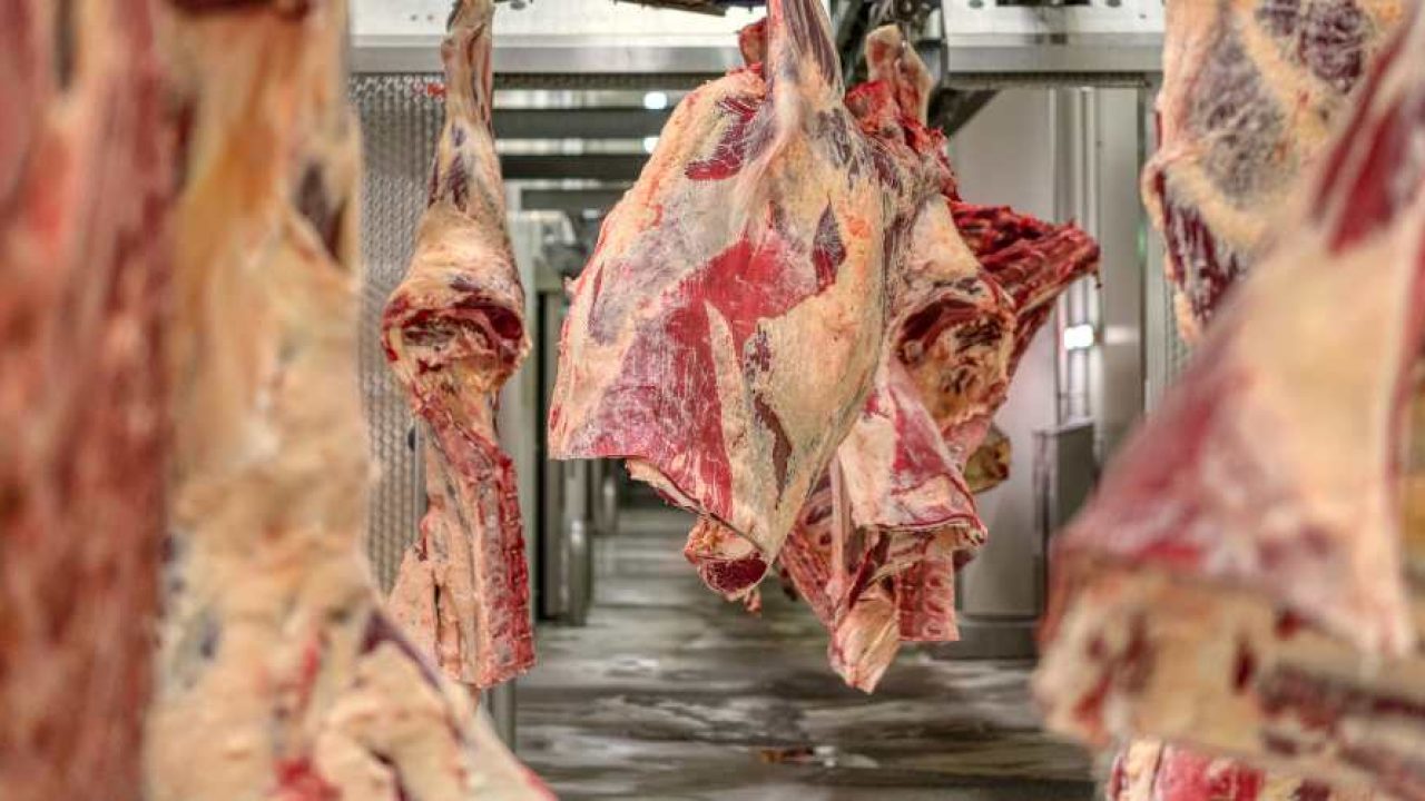 cow meat