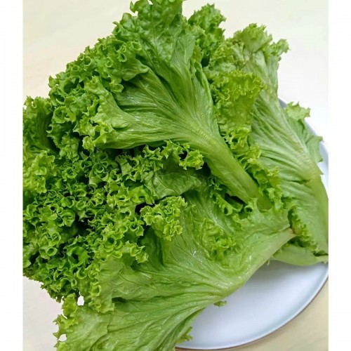 Crisp Cameroonian Lettuce (Bulk Supply)