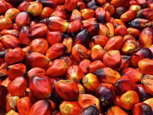 Premium Palm Nuts (Fresh Oil Palm Fruits from Cameroon) - Image 4