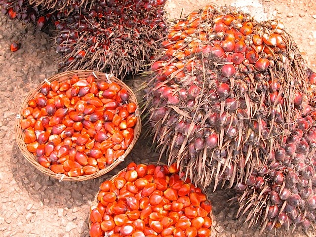Premium Palm Nuts (Fresh Oil Palm Fruits from Cameroon) - Image 5