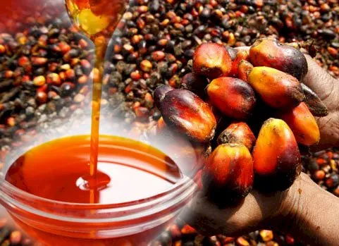 Premium Palm Nuts (Fresh Oil Palm Fruits from Cameroon) - Image 6