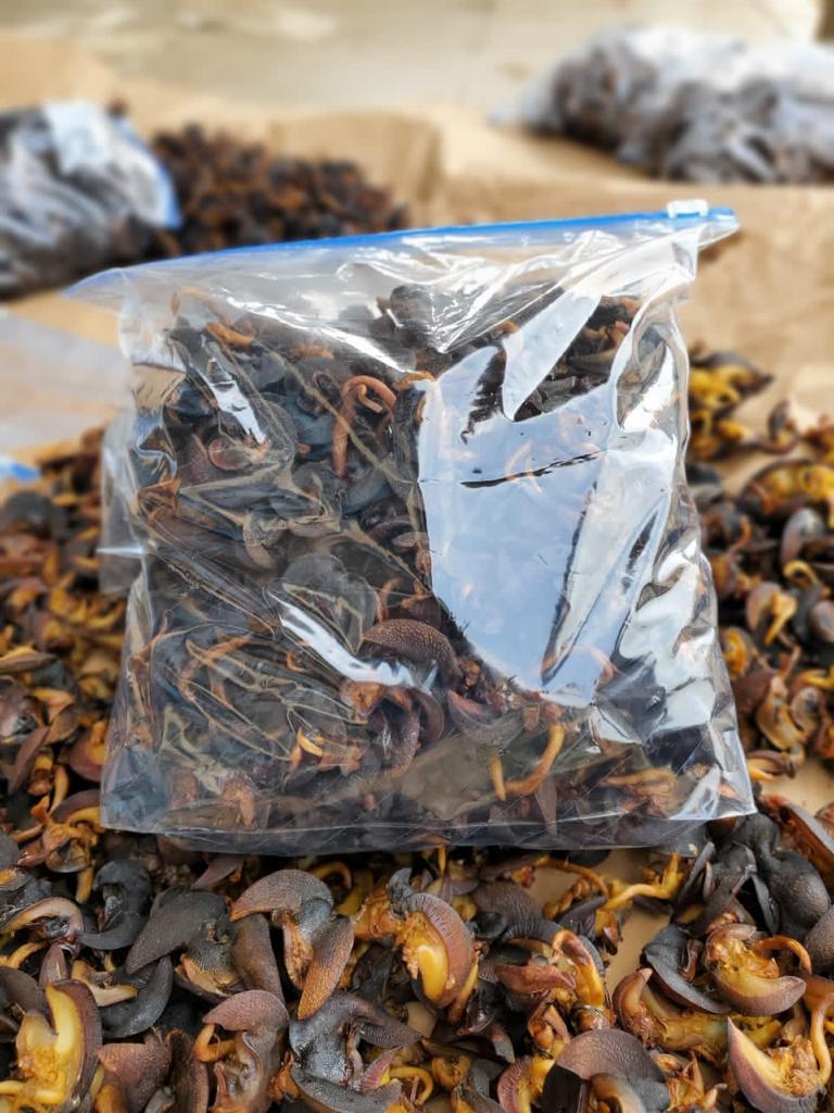 Dried Snails