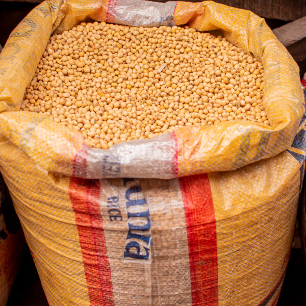 Premium Soybean Seeds (Glycine max) from Cameroon - Image 5