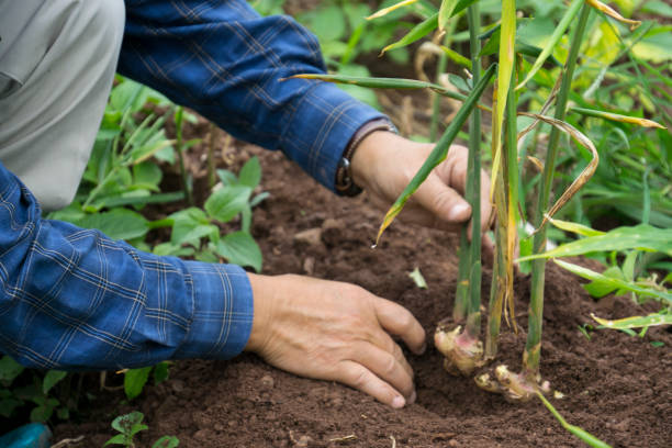 Rich cultivating soil in Cameroon