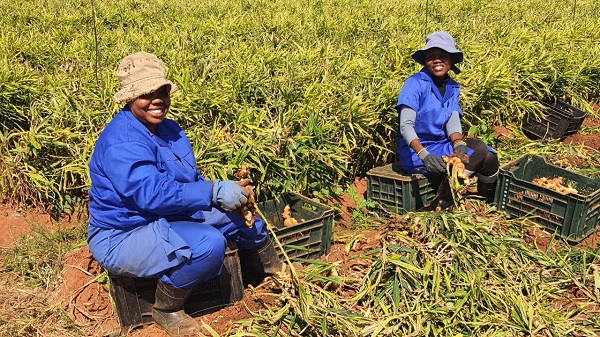 harvesting ginger