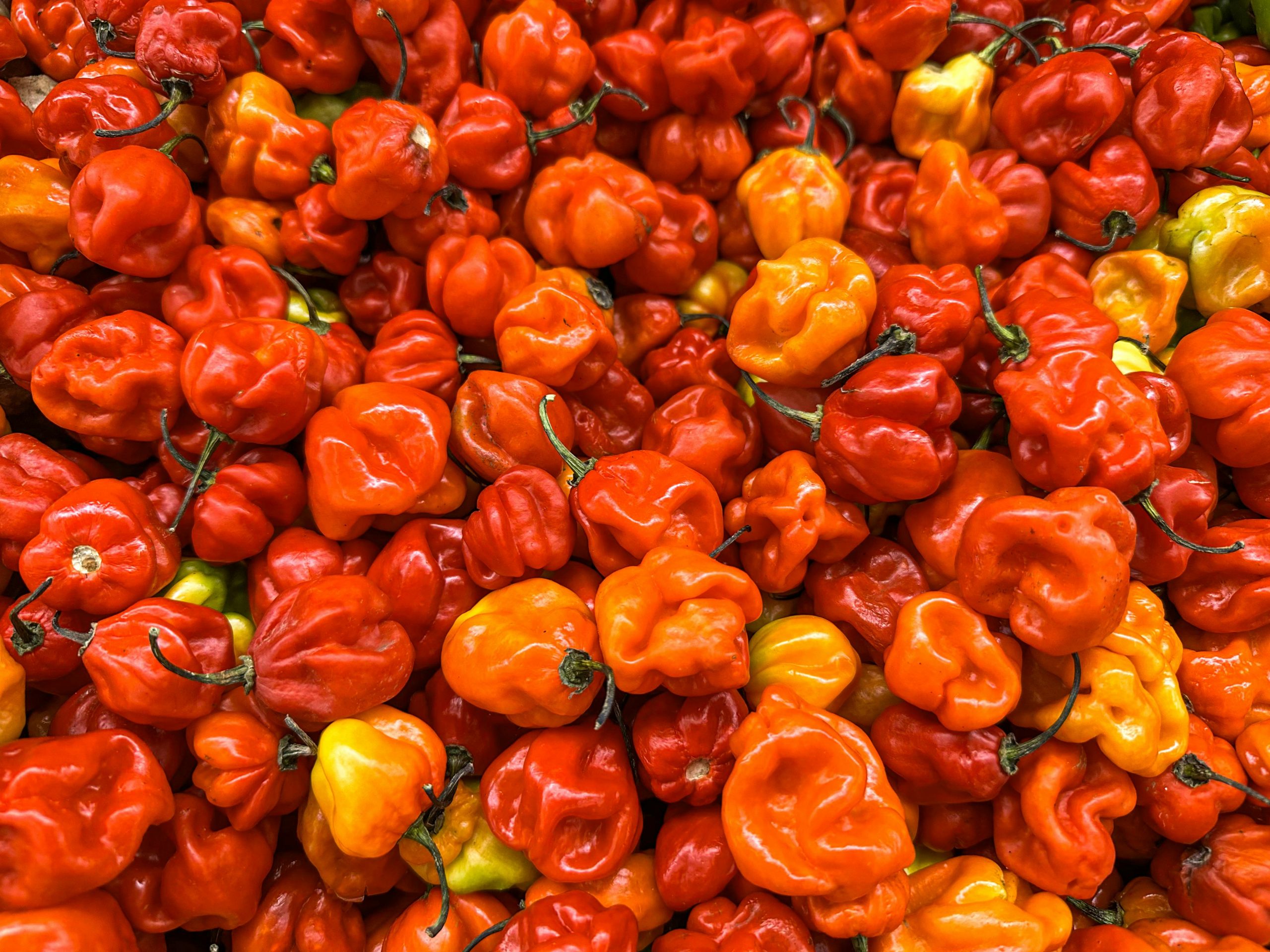Fresh & Dried Pepper - Image 2