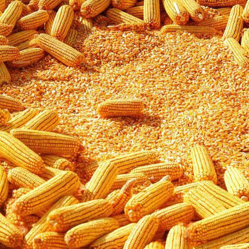maize