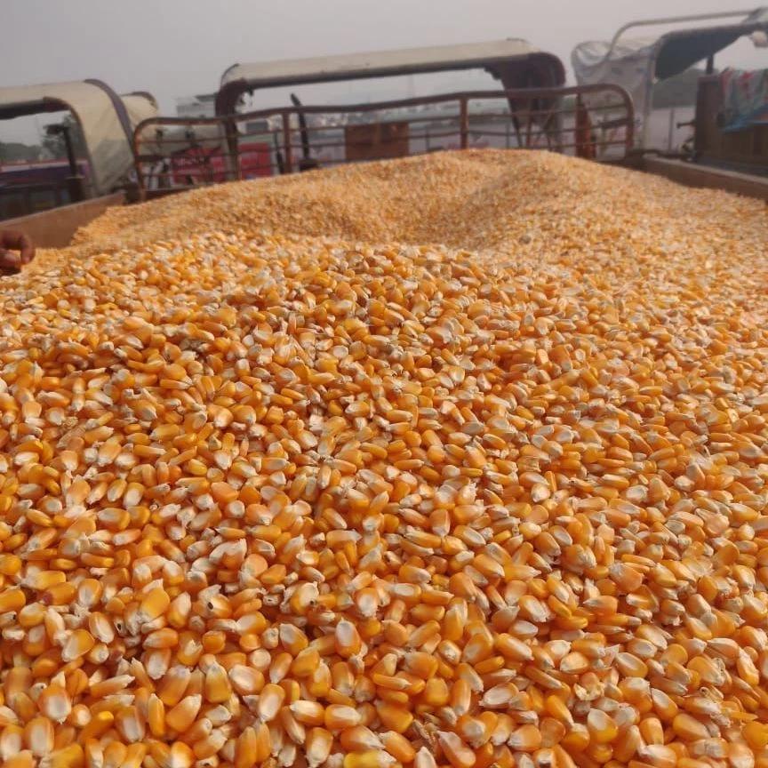 Golden Maize Grain - Image 3
