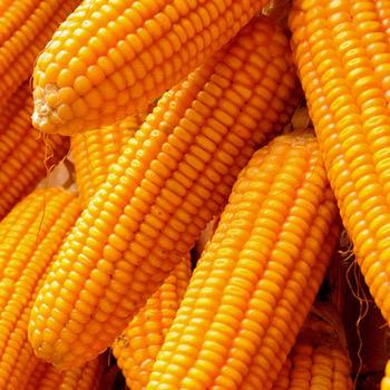 Golden Maize Grain - Image 5